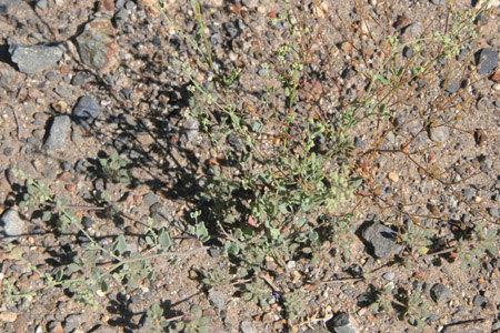 Habitat Image of Chenopodium Nevadense 1